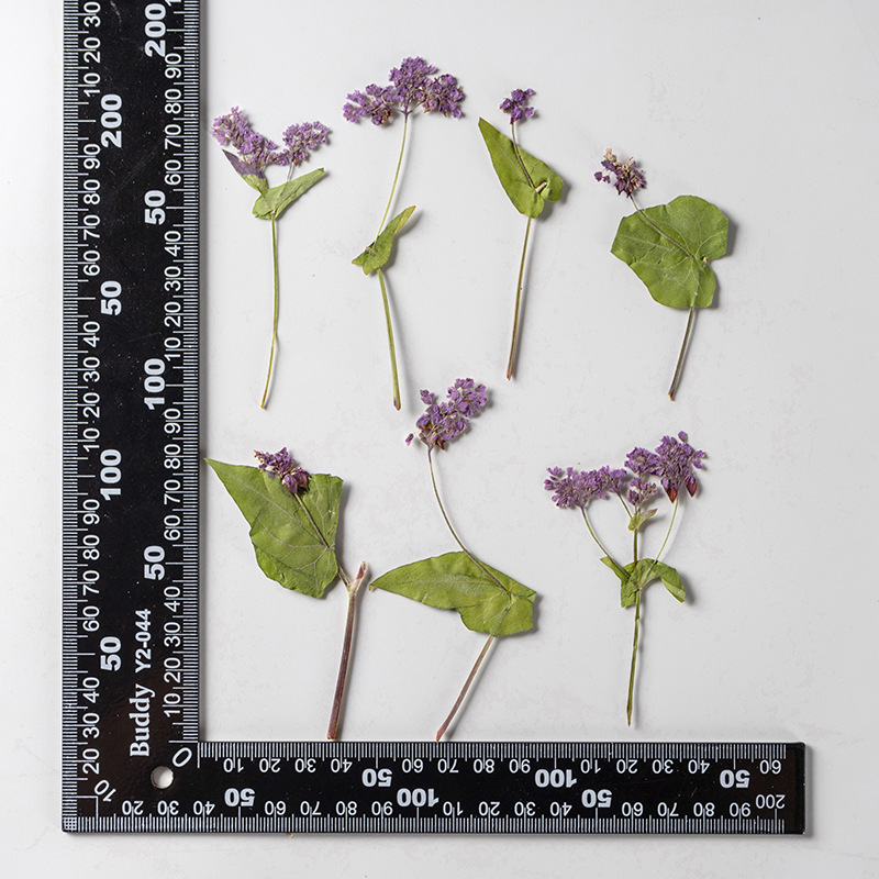 1Set Natürliche Getrocknete Fa – Resin Art Bookmark Bewertung und Preis